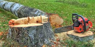 Best Firewood Processing and Delivery  in Oxford, OH