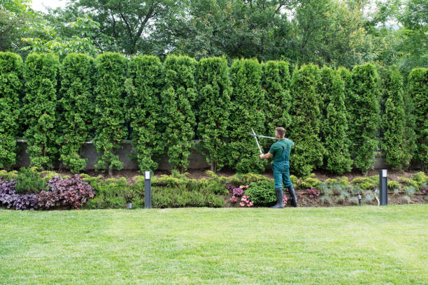 Trusted Oxford, OH  Tree Services Experts