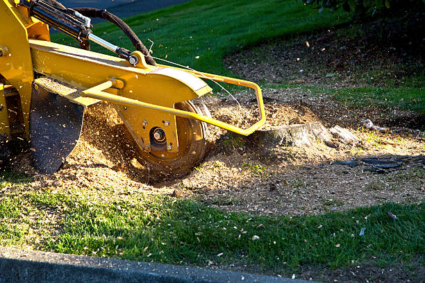 Best Storm Damage Tree Cleanup  in Oxford, OH